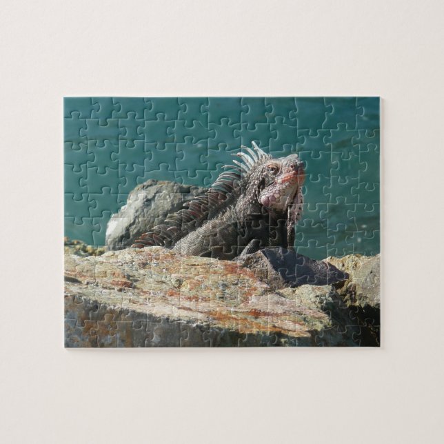 Puzzle Iguane à St-Thomas (Horizontal)