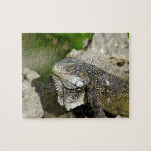 Puzzle Iguane, Curaçao, îles des Caraïbes, photo