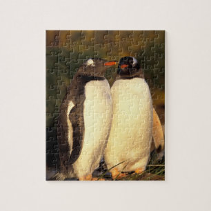 Puzzle Îles Falkland. Manchots gentoo. (Pyroscelis