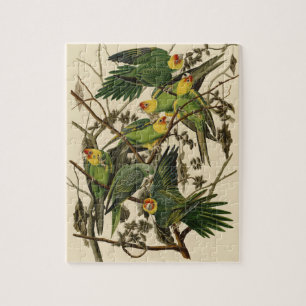 Puzzle Illustration Audubon Carolina Parrot Bird