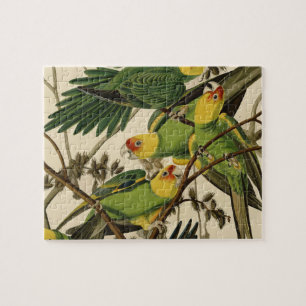 Puzzle Illustration Audubon Carolina Parrot Bird