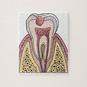 Puzzle Illustration de section transversale montrant la c