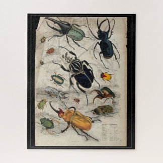 Puzzle Illustration d'étude d'insecte coléoptère vintage