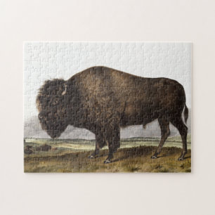 Puzzle Illustration du bison américain (Bos Americanus)
