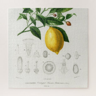 Puzzle Illustration du Limonium botanique de fruits d'agr