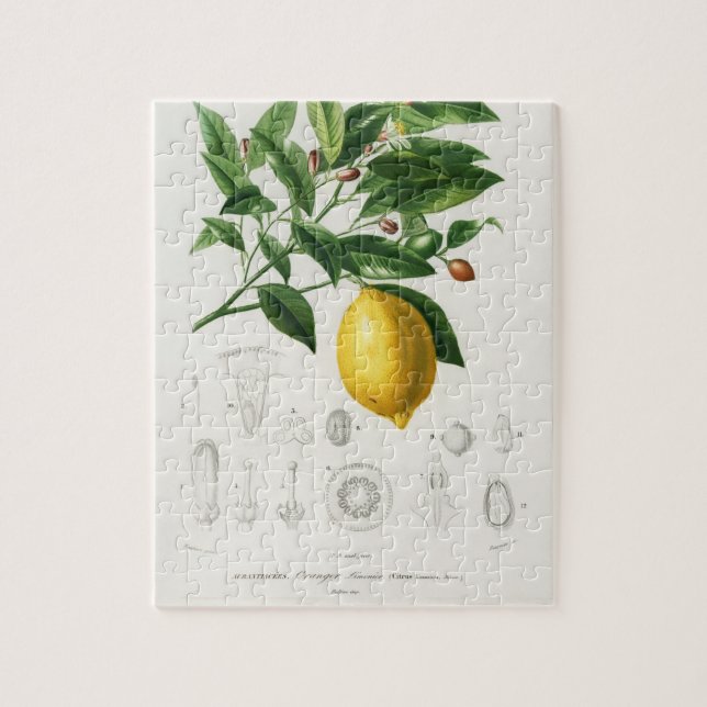 Puzzle Illustration du Limonium botanique des agrumes de  (Vertical)