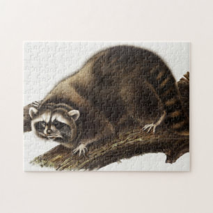 Puzzle Illustration du raton laveur (Procyon lotor)
