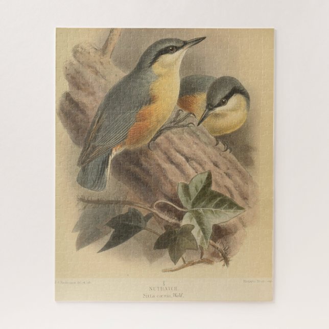 Puzzle Illustration vintage de Nuthatch (Vertical)