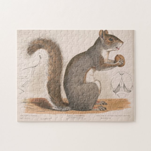 Puzzle Illustration vintage d'un écureuil gris (Horizontal)
