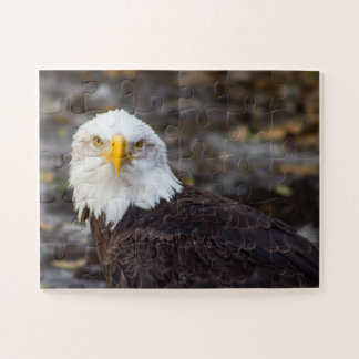 Puzzle in der Ausgabe des amerikanischen Adlers