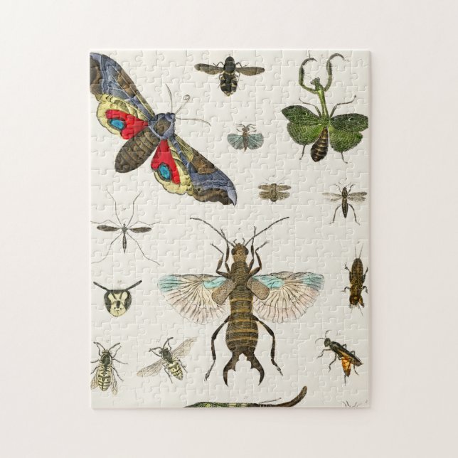 Puzzle insectes, insecte, nature, papillon, insectes, abe (Vertical)