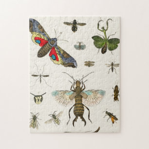 Puzzle insectes, insecte, nature, papillon, insectes, abe