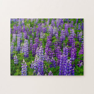 Puzzle Islande. Vik i Myrdal. Champ de lupins