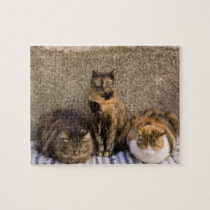 Puzzle Italie, Cinque Terre, Vernazza. Trois chats