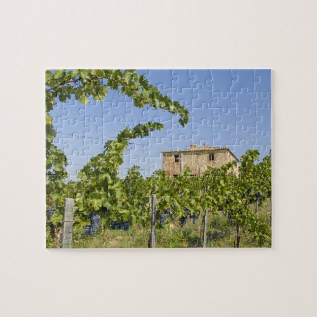 Puzzle Italie, Toscane, Montepulciano. Raisins de vin prê (Horizontal)
