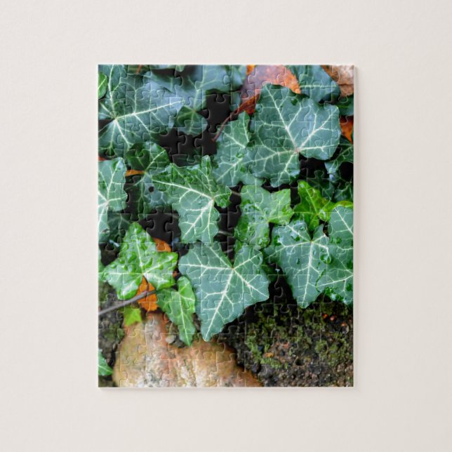 Puzzle Ivy botanique vert et pierre de campagne (Vertical)