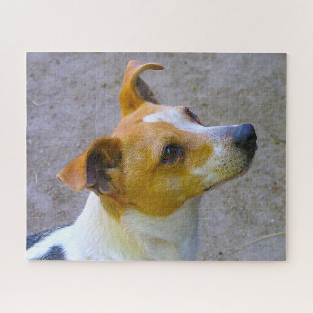 Puzzle Jack Russell Chien. (Horizontal)