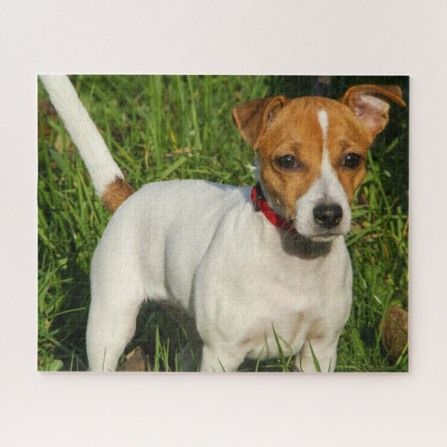 Puzzle Jack Russell Terrier Chien Chien Chien Chien Jigsa (Horizontal)