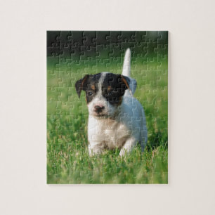 Puzzle Jack Russell Terrier puppy