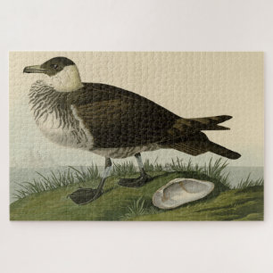 Puzzle Jager (Pomarine Jaeger) Audubon's Birds of America