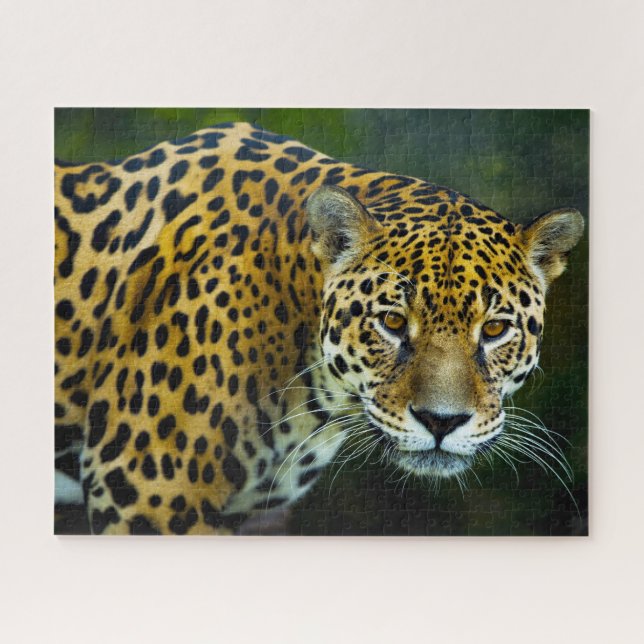 Puzzle Jaguar Big Cats. (Horizontal)