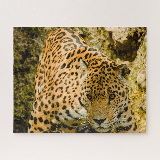 Puzzle Jaguar Big Cats. (Horizontal)