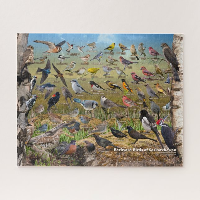 Puzzle Jardin Birds of Saskatchewan (Horizontal)