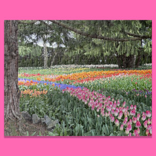 Puzzle Jardin de tulipes, énigme, vallée de Skagit, Washi