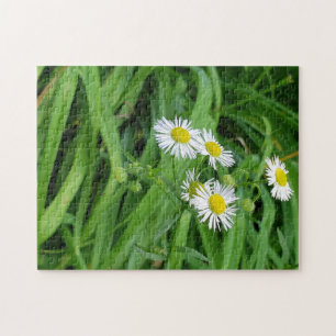 Puzzle jaune blanc fleur marguerite