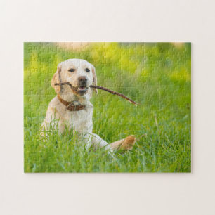 Puzzle Jaune Labrador Joue Récupérer Avec Bâton
