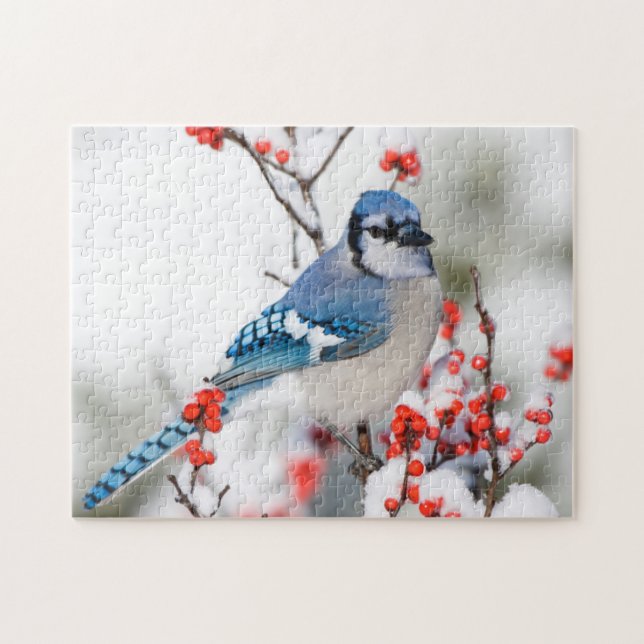 Puzzle Jay bleu dans l'intermède commun (Horizontal)