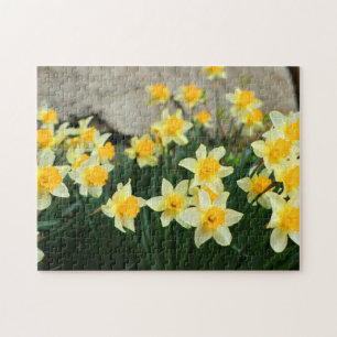 Puzzle Jeu Puzzle-Daffodiques