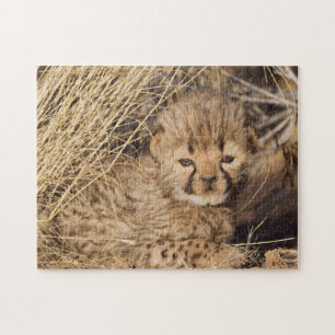Puzzle Jeune mâle de 19 jours. Namibie