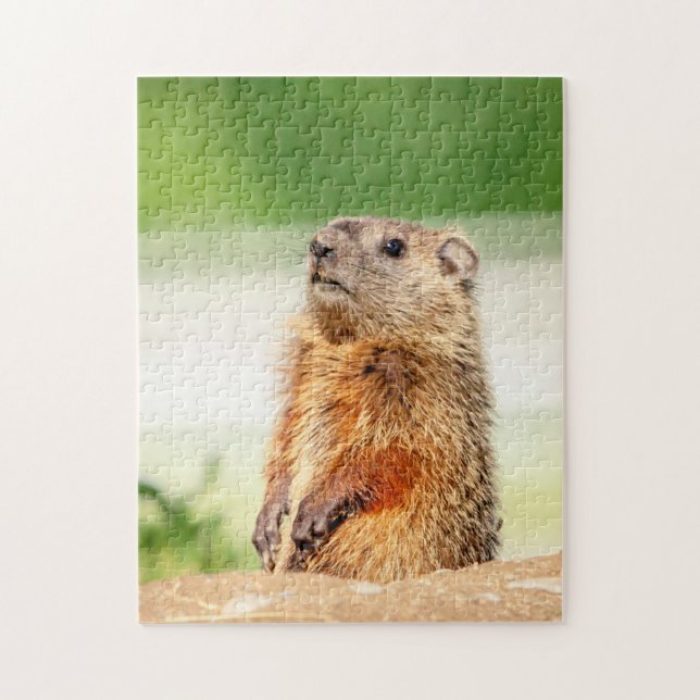 Puzzle Jeune marmotte (Vertical)