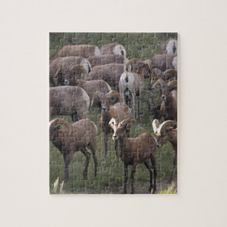 Puzzle Jeune mouton de Bighorn