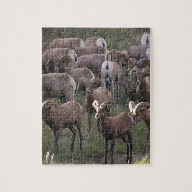 Puzzle Jeune mouton de Bighorn (Vertical)
