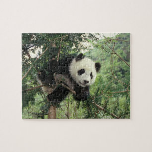 Puzzle Jeune panda géant grimpe à un arbre, vallée de Wol