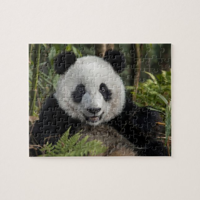 Puzzle Jeune panda heureux, Chine (Horizontal)