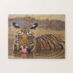 Puzzle Jeune tigre du Bengale royal, buvant de l'eau