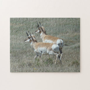 Puzzle Jeunes mâles d'antilope pronghorn A27