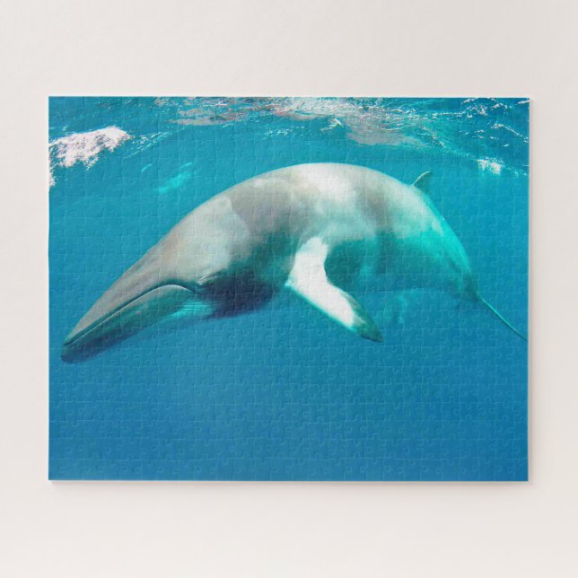 Puzzle Jigsaws Minke Whales. (Horizontal)