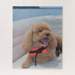 Puzzle Joli Chien Cockapo Avec Veste À Vie