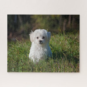 Puzzle Joli chiot blanc