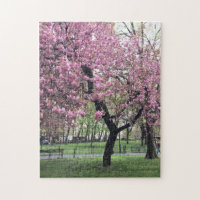 Joli dans Pink Cherry Blossom Tree New York