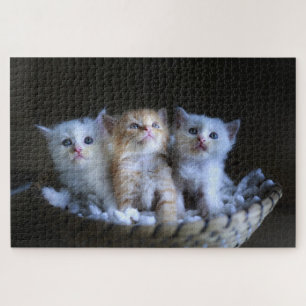 Puzzle Joli petit chat