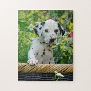 Puzzle Jolie jeune Dalmatien Chien Chien Puppy Jeu 11x14