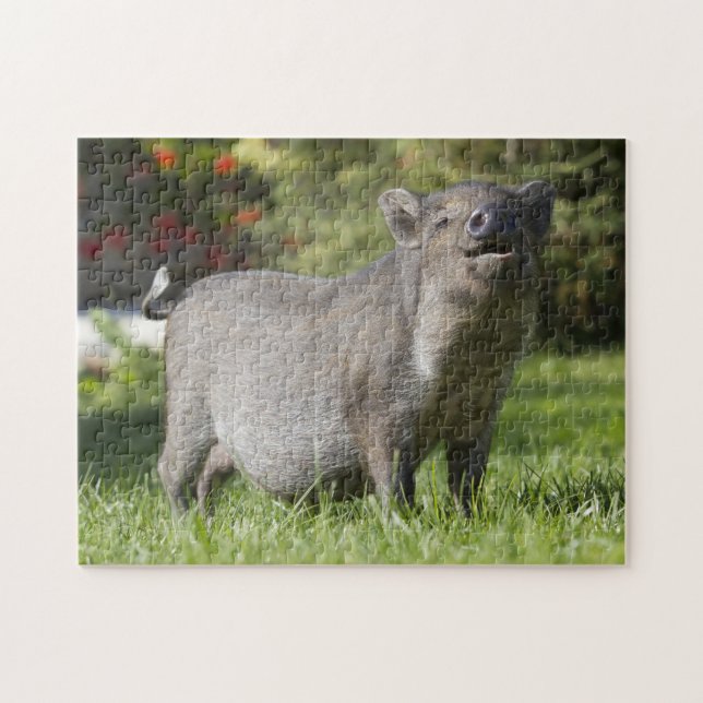 Puzzle Joyeux animal de compagnie Mini Cochon (Horizontal)