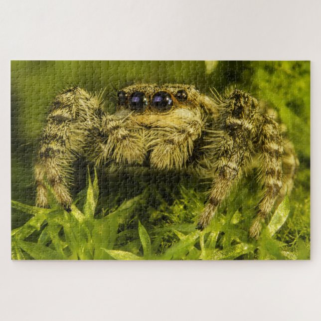 Puzzle Jumping Spinne im Gras-Foto (Horizontal)