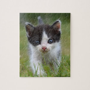 Puzzle Jungle Kitty