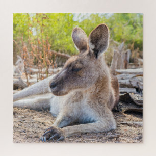 Puzzle Kangaroo Australienne Se Reposer